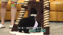 SPICA - Cats And Dogs 2 Spica Cut 2