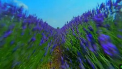 音乐短片,轻音乐 - 好难得,被遗忘的薰衣草