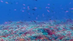 慕容晓晓 - 爱情买卖