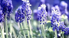 James Last - 爱慕