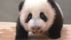 搞笑音乐,音乐短片 - 熊猫园仔的坐姿