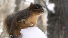 Gheorghe Zamfir - Winter