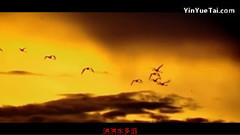 梅艳芳,音乐短片 - 火凤凰之舞