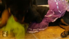搞笑音乐 - 8 Week Old Rottweiler Puppies In Tutus