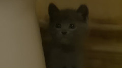 Plumber Kittens Unclog Your Toilet