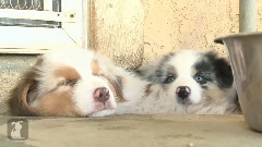 Australian Shepherd Puppies Sleep In A Hole
