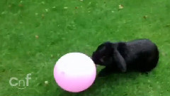 搞笑音乐 - Cute Bunny Pops Balloon