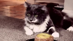 搞笑音乐 - Cronut Loves Hamilton,Hamilton Does Not