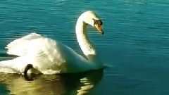 音乐短片,Richard Clayderman - Reve D'Amour