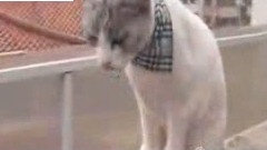 张根硕 - 和猫搭讪