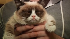 搞笑音乐 - Cheer Up,Grumpy Cat!