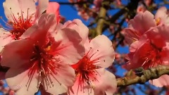音乐短片,轻音乐 - The First Day of Spring