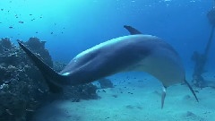 轻音乐 - Dolphins In The Deep Blue Ocean