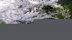 东京都千鸟渊樱花节