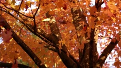 音乐短片,轻音乐 - Autumn Leaves(秋叶)