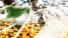 囚われの王女
