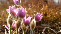 The Noble Six - Last Departures