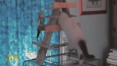 搞笑音乐 - 猫咪趣事多