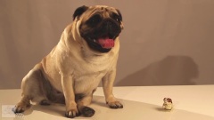 搞笑音乐 - Toy Critic Pug