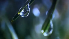 风景 - 植物的生长过程