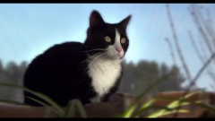 搞笑音乐,音乐短片 - 猫狗唯美剪影