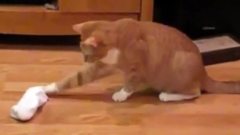 搞笑音乐,音乐短片 - 胆小猫