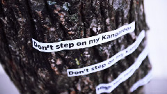 The Fooo Conspiracy - Kangaroos