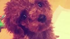 SHINee - 一周偶像 钟铉&KEY&攻呆 Cut