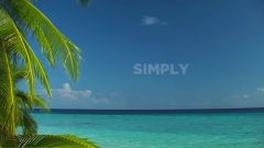 Don Omar - Dutty Love