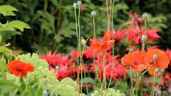 My Mother's Flower Garden