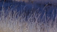 Andre Rieu - When Winter Comes