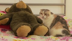 搞笑音乐 - Chubby Scottish Fold Cat Gives A Bear A Full Body