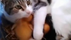 搞笑音乐,音乐短片 - 搞笑猫咪集锦