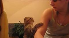 搞笑音乐 - Cute Cats Demands Petting Compilation
