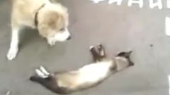 搞笑音乐 - 猫咪装死逃难记