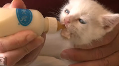Kitty Bottle Feeding