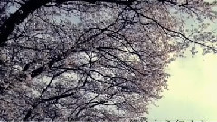 初音未来,VOCALOID家族,Nico - 四月循環