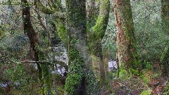 轻音乐 - Enchanted Forest