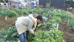 前田敦子 - 前田敦子 蓝天下现採蔬菜Cooking