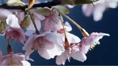 Andre Rieu,音乐短片 - Nightingale Serenade