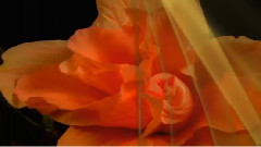 音乐短片,Richard Clayderman - Belle