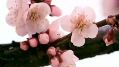 Andre Rieu - Spring Flowers