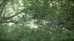 Wolf People - When The Fire Is Dead In The Grate