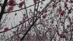 模仿翻唱 - 卜算子.咏梅