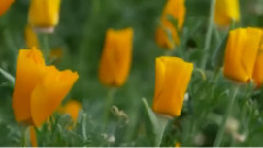 Richard Clayderman - 野花