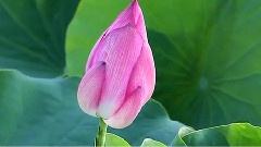 轻音乐 - 新北市三芝荷花田
