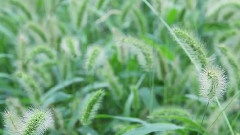 群星 - 我不难过