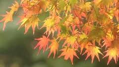 轻音乐 - Faithful Leaf