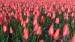 轻音乐 - Tulips fields