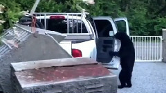 搞笑音乐 - Cute Cub Breaks Into Truck